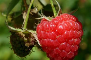 framboise de septembre